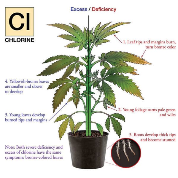 Nutrient Deficiency Troubleshooting - US Nursery